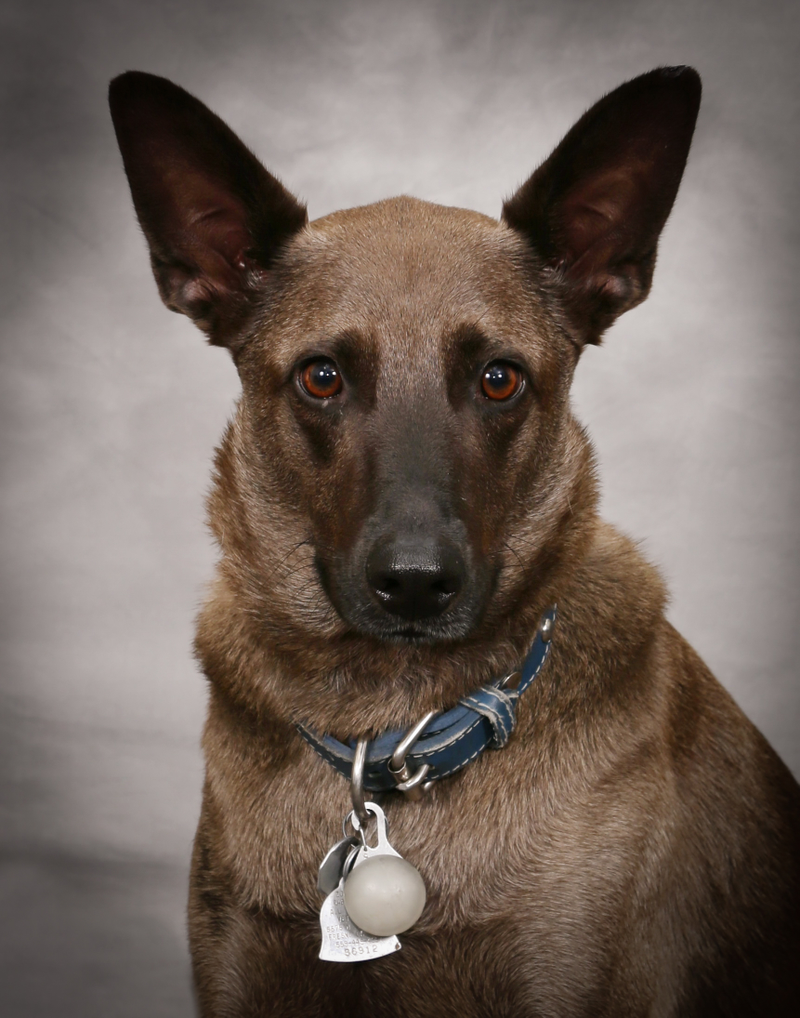 Illustration for article titled Toby got a professional portrait